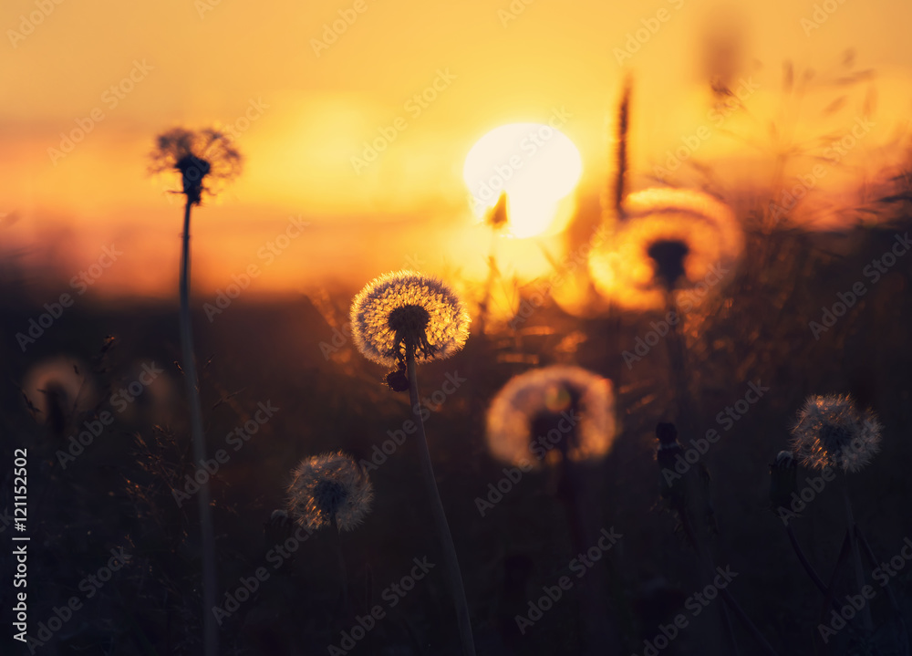 Fototapeta premium Dandelion on the sunset sky background