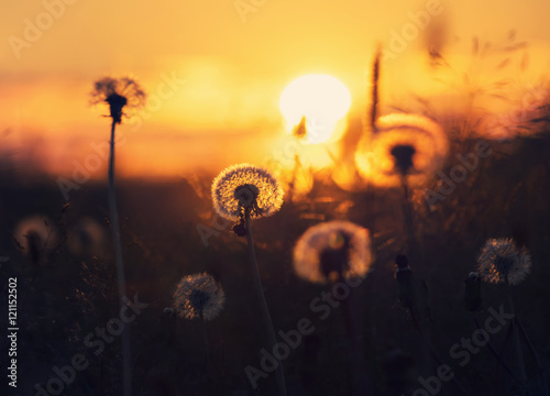 Dandelion on the sunset sky background