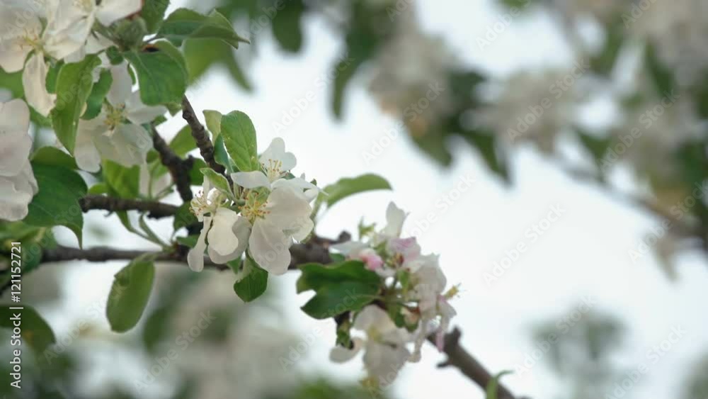 A Bumblebee Pollinating The Cherry Tree Flowers A Bumblebee Pollinating The Cherry Tree Flowers