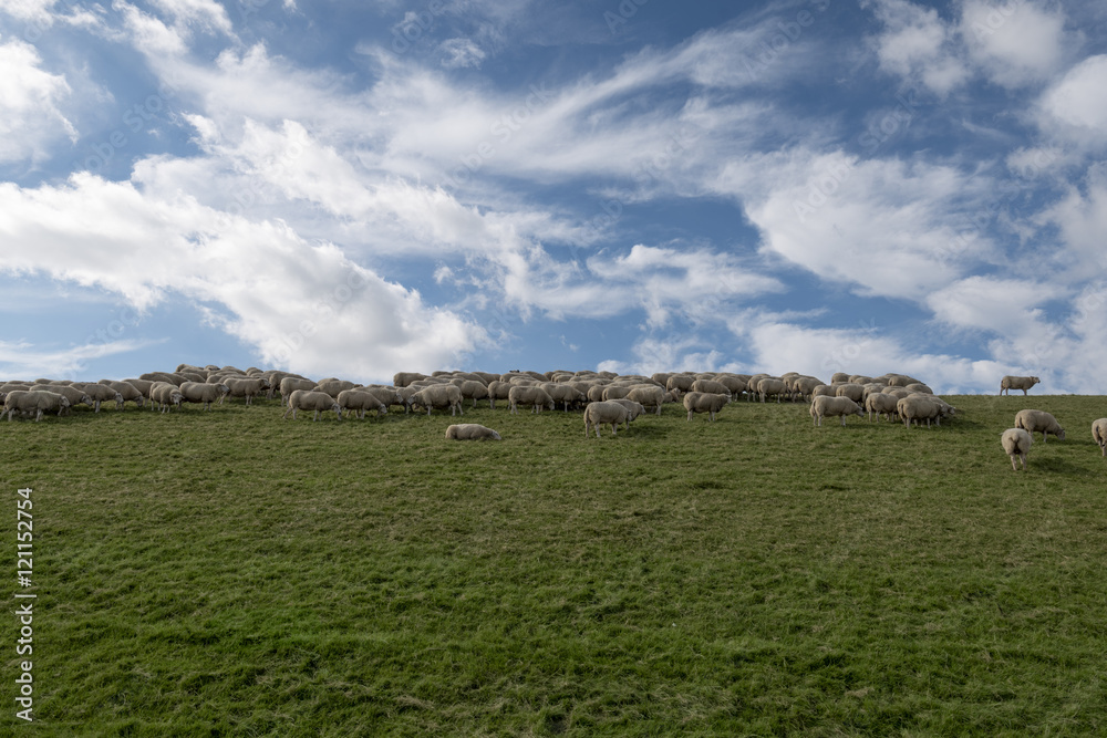 Hurd of sheep grazing on dyke with green grass