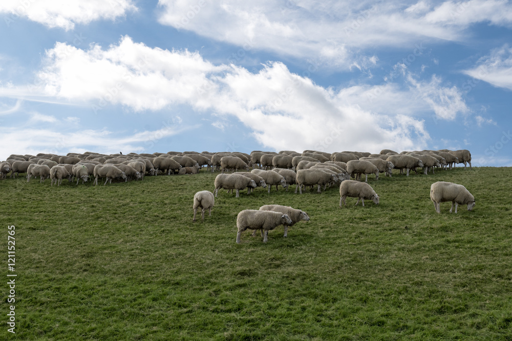 Naklejka premium Hurd of sheep grazing on dyke with green grass