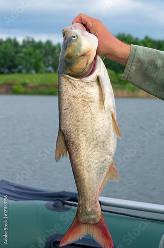 Large silver carp fisherman in his hand on the background of the pond in a boat