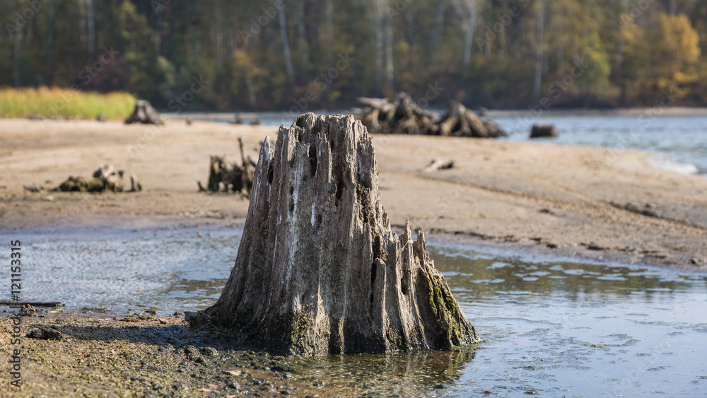 A tree stump on the shore of a lake. Autumn day in Sura reservoir, Russia.