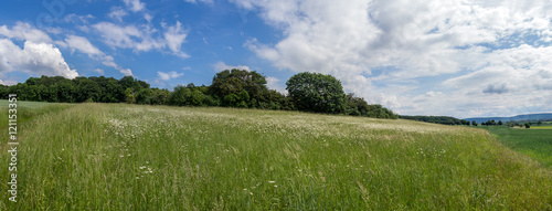 Natural meadow in spring, Germany