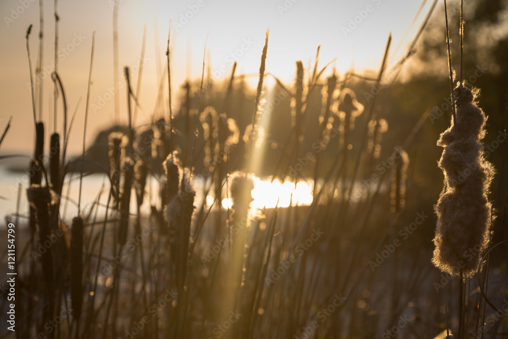 Reeds in the sunset. Autumn evening by Sura reservoir, Russia. Reeds in the sunset. Autumn evening by Sura reservoir, Russia.