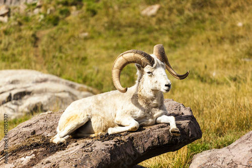 Rocky Mountain Goat