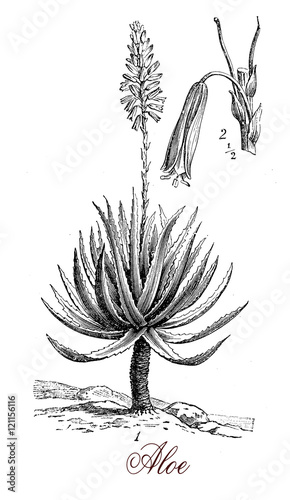 Fotografie Aloe is a flowering succulent plant of 500 species, the most known is Aloe vera or true aloe cultivated as herbal medicine, mostly used as laxative
