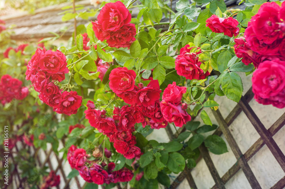 Fototapeta premium Red roses climbing on wooden fence