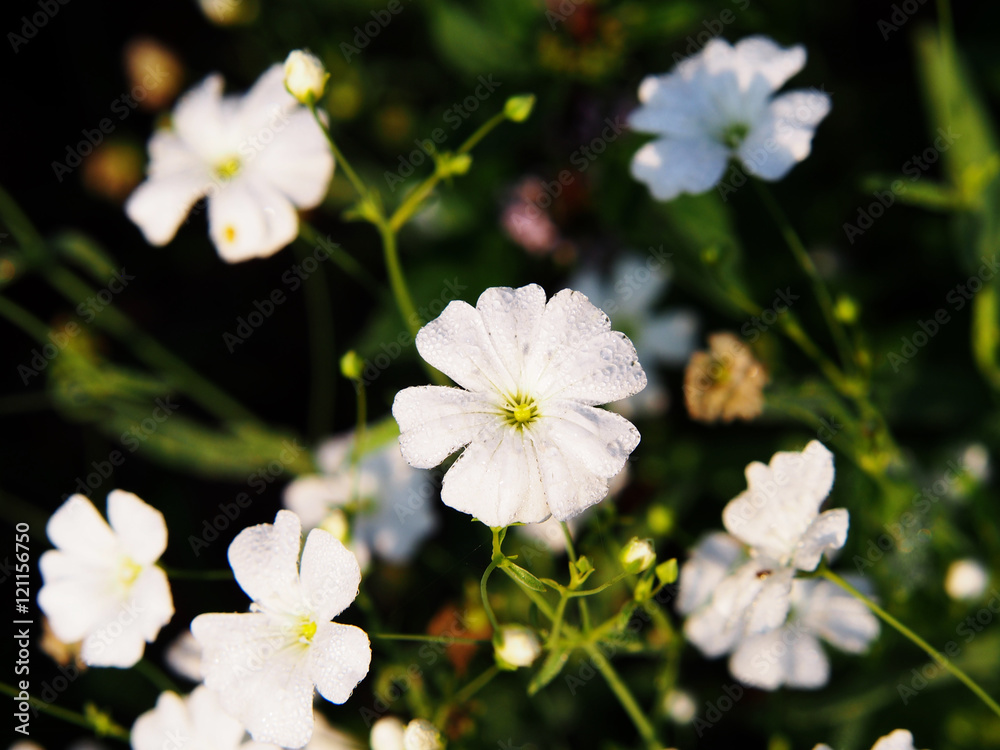 White Gypsophila elegant (annual baby's breath) White Gypsophila elegant (annual baby's breath)