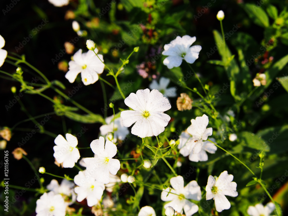 White Gypsophila elegant (annual baby's breath) White Gypsophila elegant (annual baby's breath)