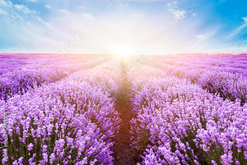 Fototapeta Naklejka Na Ścianę i Meble -  Blooming lavender field under the bright colors of the summer sunset
