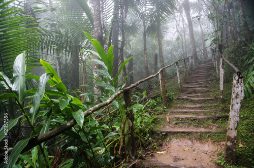 Bilde på lerret Trail in the Sierra Maestra, Cuba