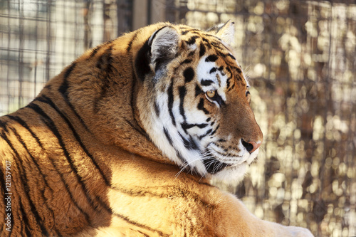 Fototapeta Naklejka Na Ścianę i Meble -  Beautiful Tiger