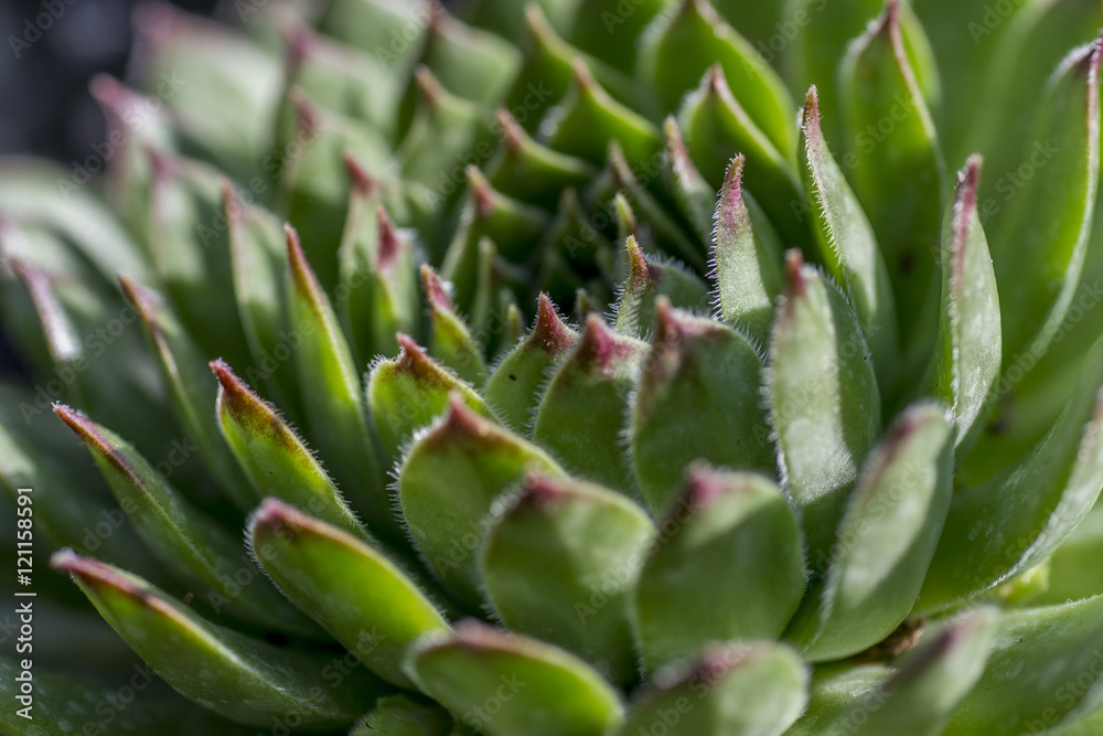 Houseleek macro Houseleek macro