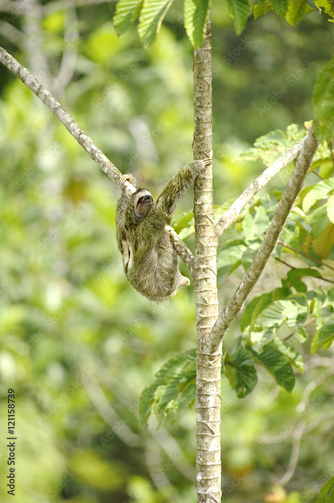 Three Towed Sloth, Costa Rica Three Towed Sloth, Costa Rica
