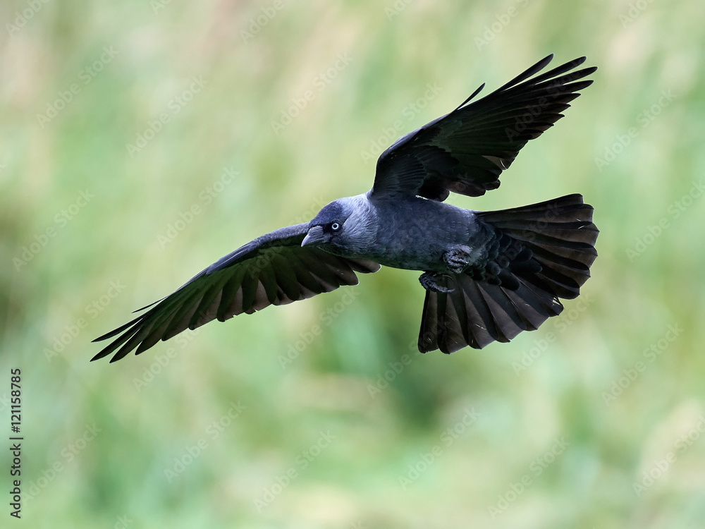 Fototapeta premium Western jackdaw (Corvus monedula)