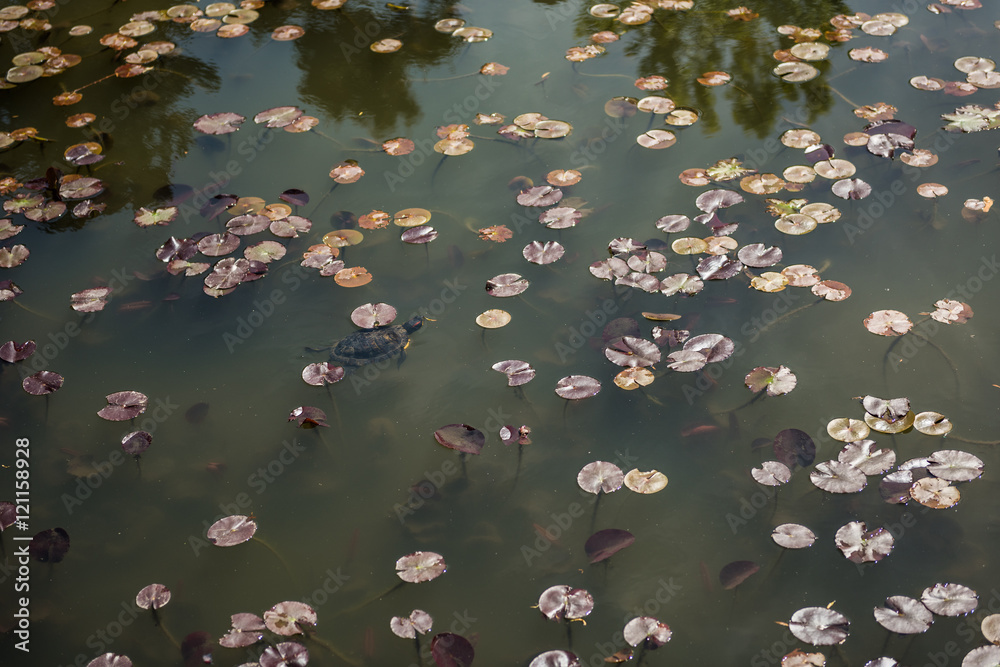 Fototapeta premium Turtle swimming in dwarf waterlily pad pond