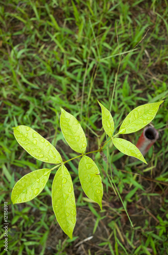 Wallpaper Mural Dew droplets on leaves Torontodigital.ca
