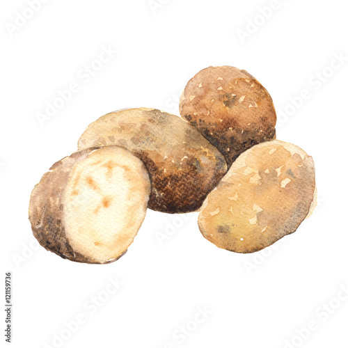Potatoes. Isolated on a white background. Watercolor illustration.