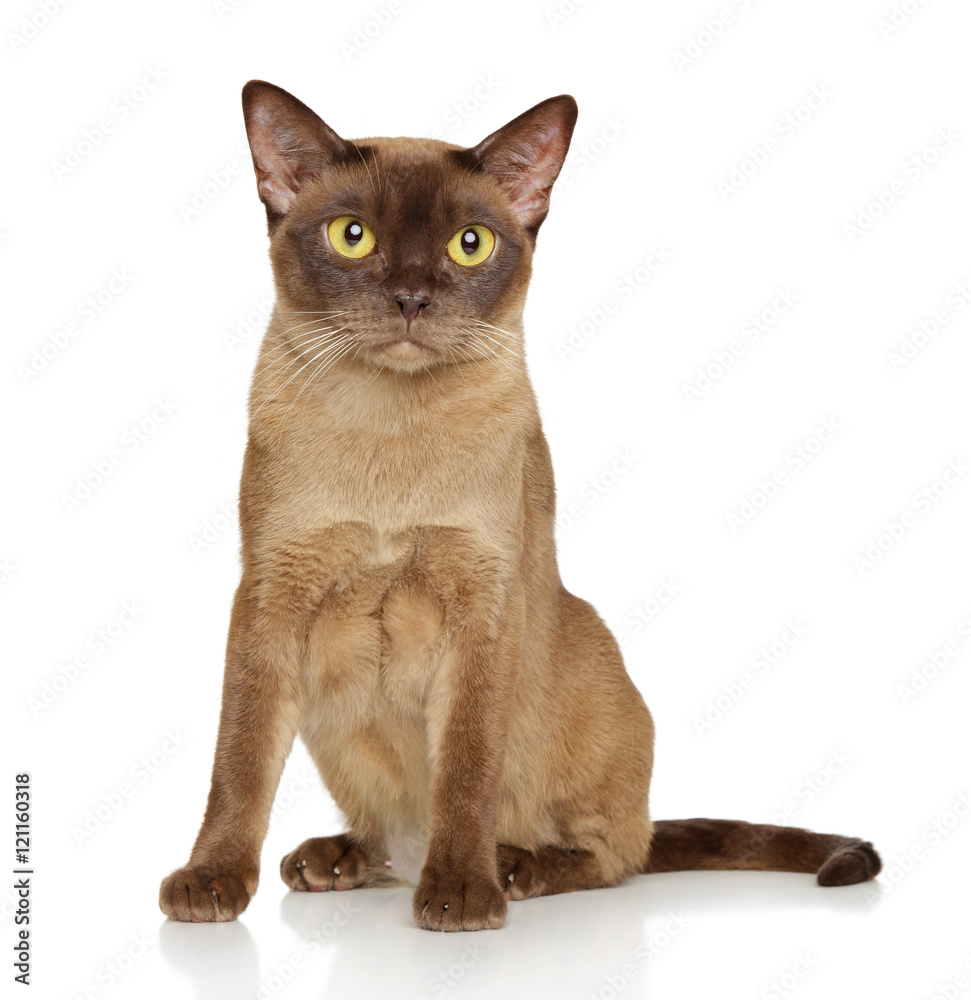 Burmese burma cat