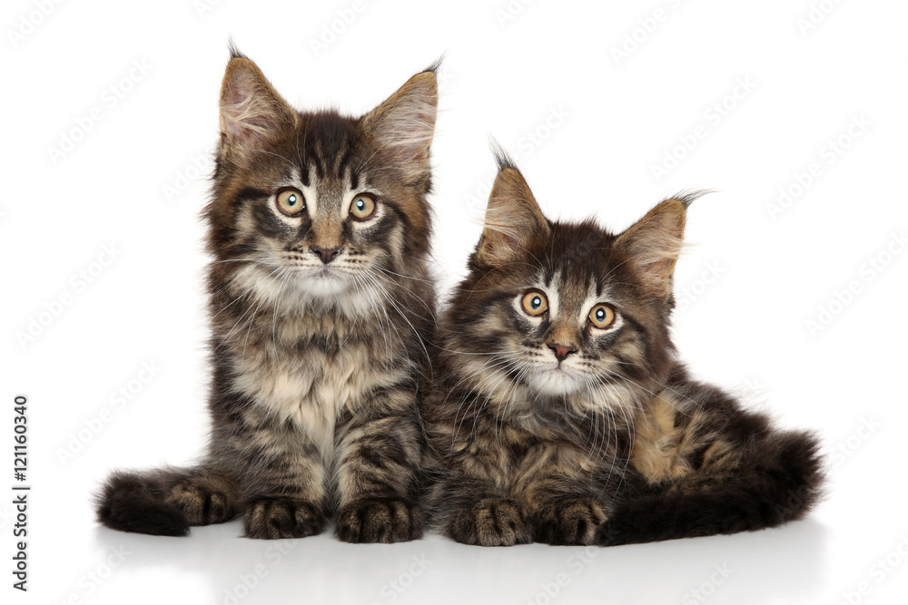 Maine Coon kittens in front of white background