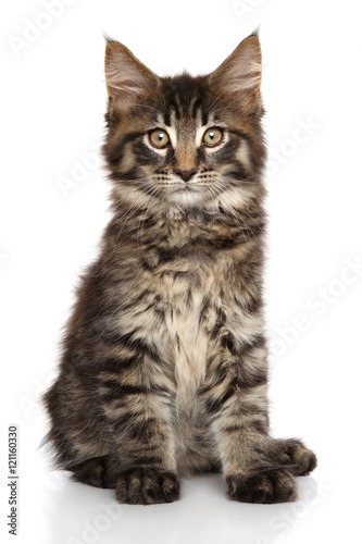 Maine Coon on white