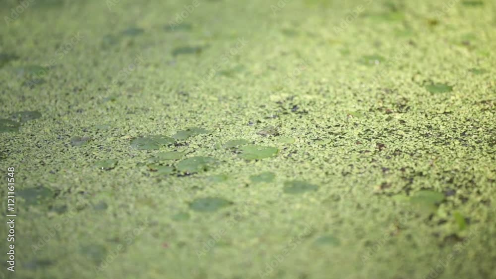 in italy pond abstract water and nature in background concept. in italy pond abstract water and nature in background concept.