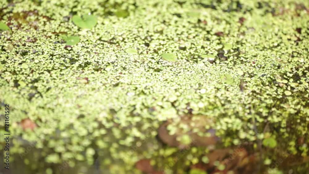 in italy pond abstract water and nature in background concept. in italy pond abstract water and nature in background concept.