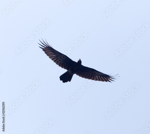 Black crow in flight against blue sky