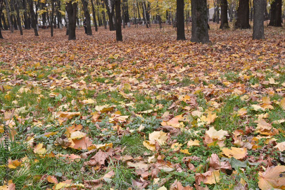 Fallen leaves on the grass in autumn Park.