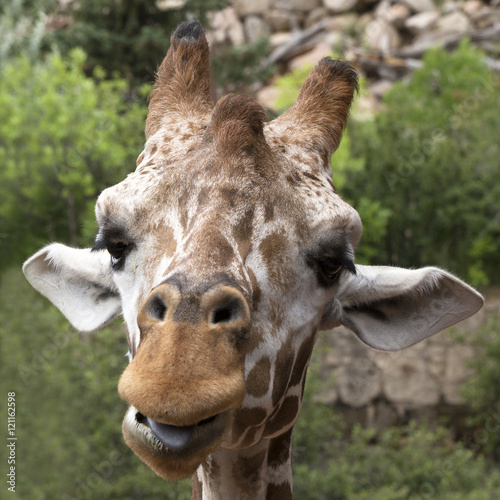Fototapeta Naklejka Na Ścianę i Meble -  Giraffe Tongue Out Portrait