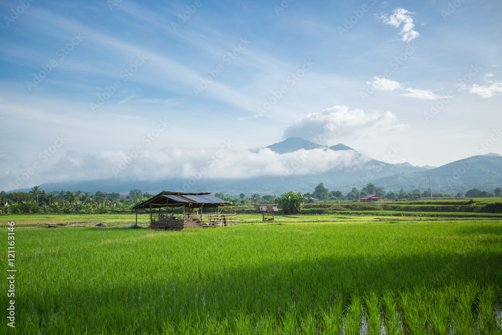 Obraz premium Hut in the rice field