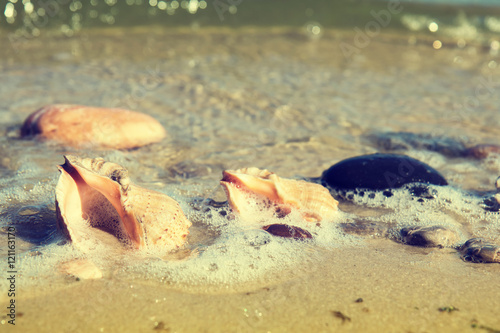 The shells and stones on the seashore. Sandy beach in sunny day. Toned and processing photos with soft selective focus.