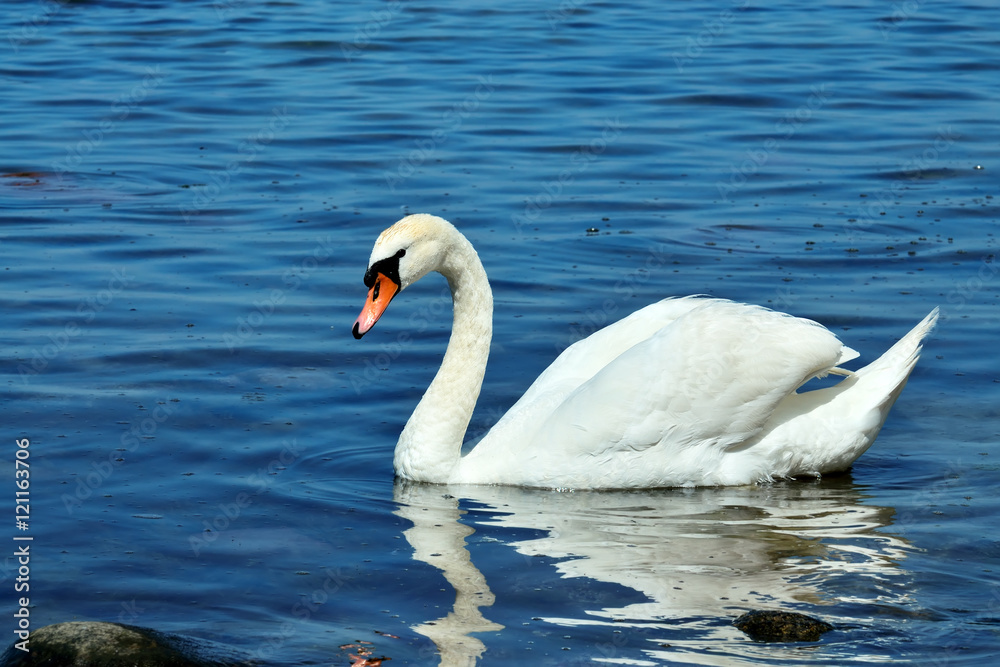 Naklejka premium Young beautiful mute Swan, lat. Cygnus olor