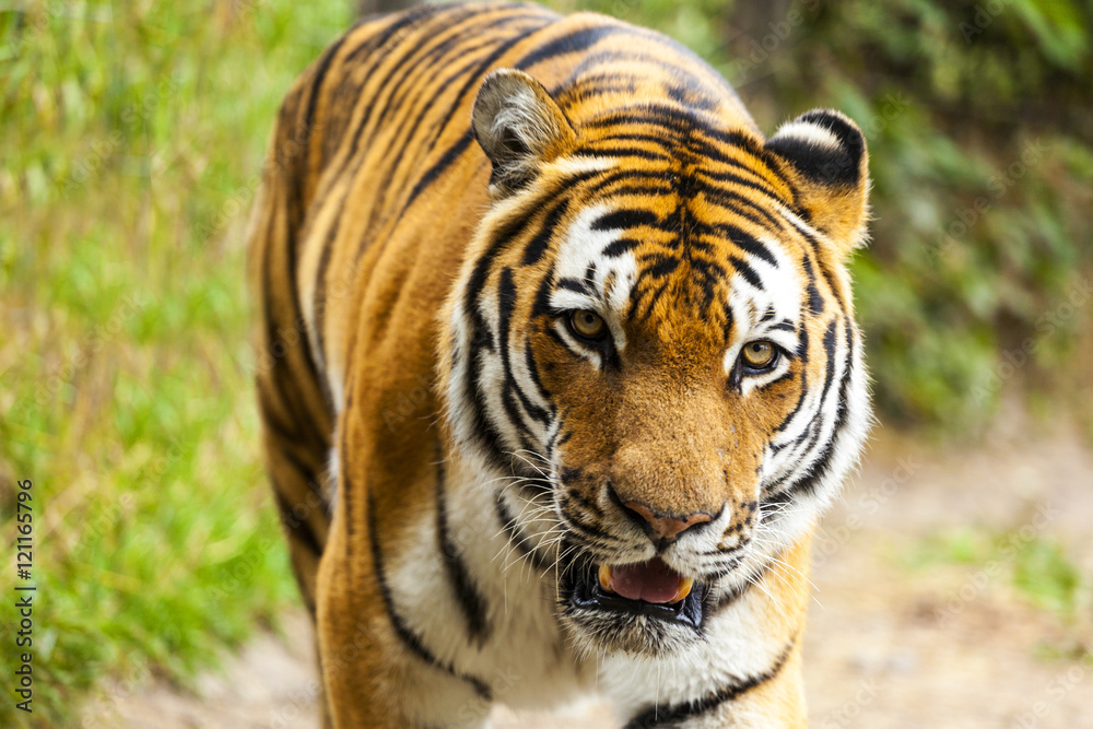 Beautiful Tiger Close Up