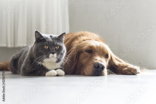 Canvas Print Golden Retriever and British Shorthair