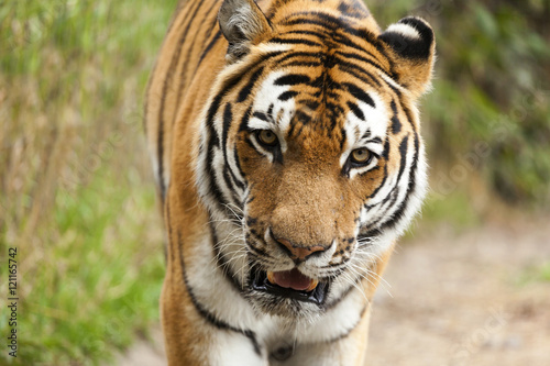 Fototapeta Naklejka Na Ścianę i Meble -  Beautiful Tiger Close Up