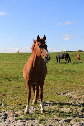 brown horse on green field, 