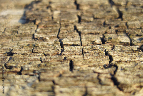 Wood texture