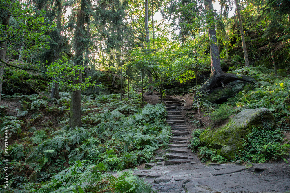 Idyllischer Wanderweg auf dem Pfaffenstein, Sächsische Schweiz Idyllischer Wanderweg auf dem Pfaffenstein, Sächsische Schweiz