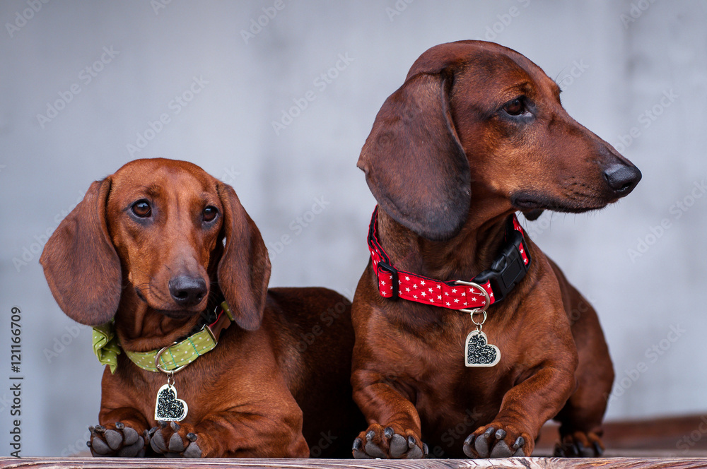 two purebred dogs, a German smooth-haired Dachshund