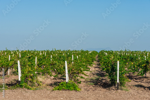 Green vineyard countryside.
