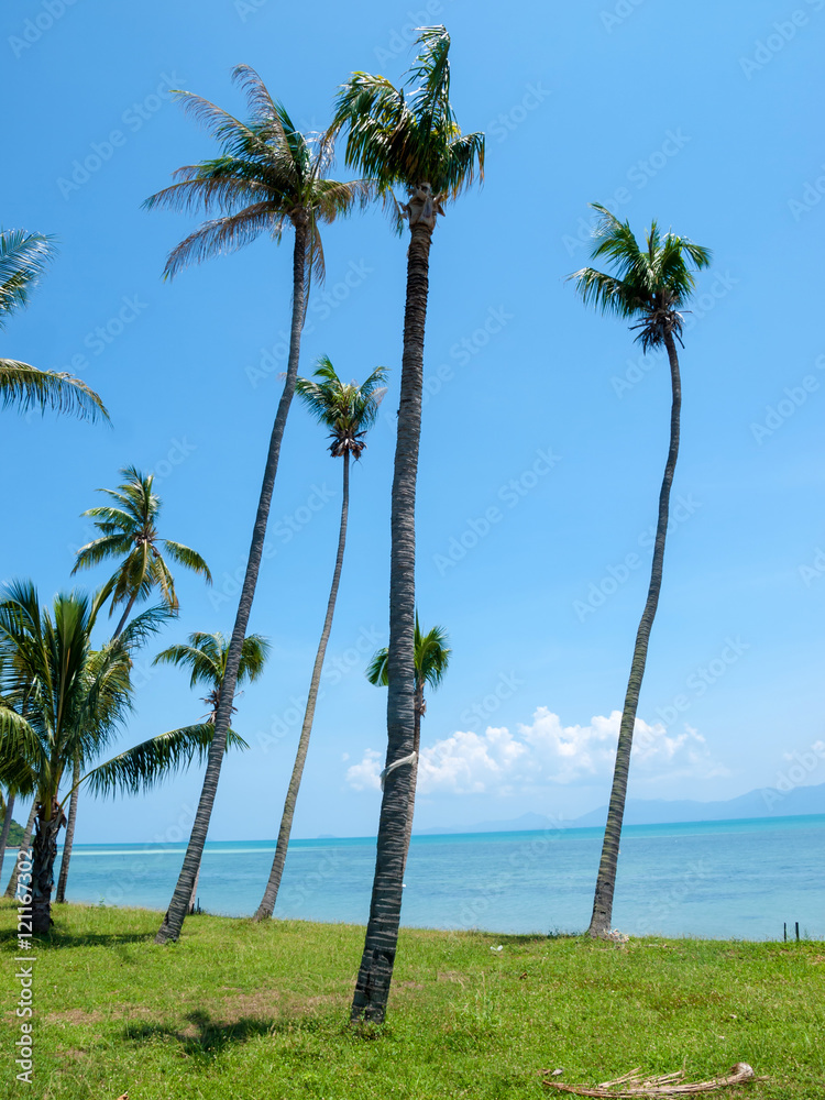 Palm trees on the beach on the island of Koh Samui in Thailand
