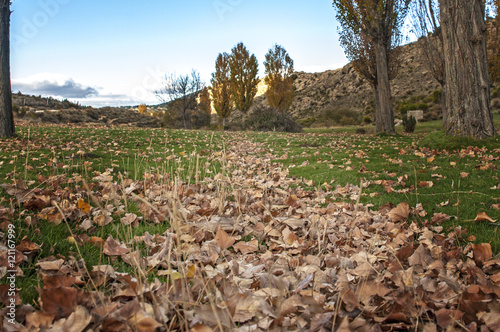 hojas en el suelo,secas,otoño photo