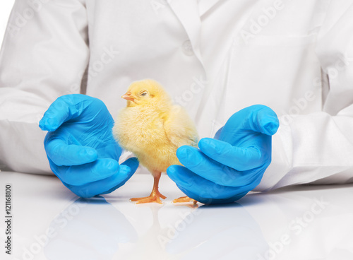 Veterinarians hands in blue gloves holding small yellow chicken