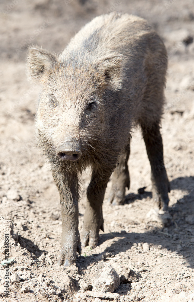 wild boar in the mud in the zoo wild boar in the mud in the zoo
