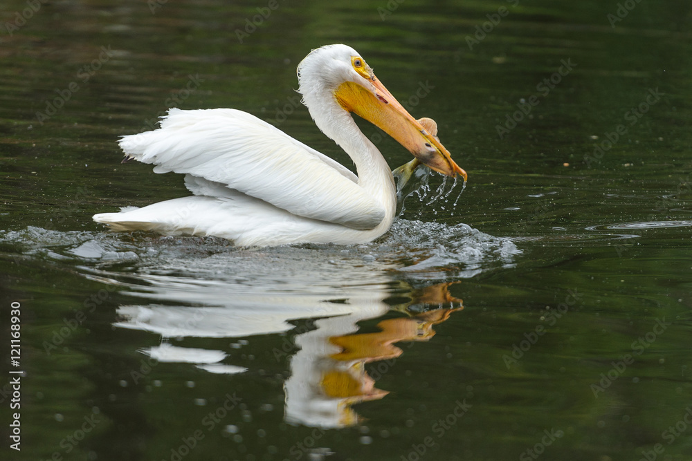 American White Pelican Swallowing Catching Fish