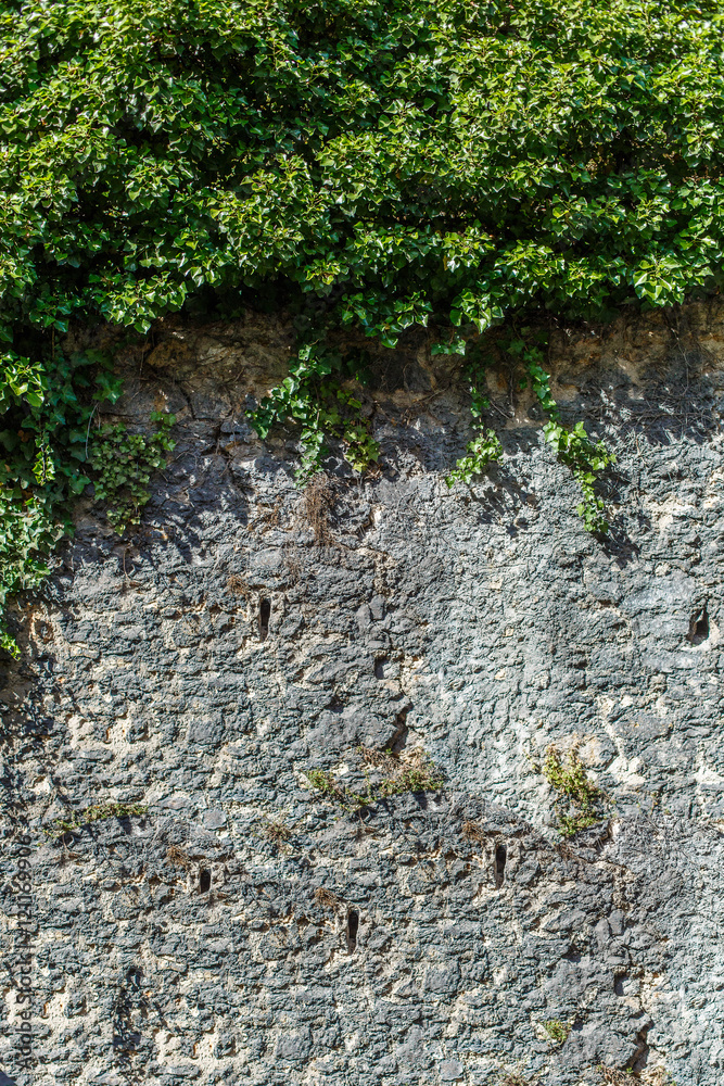 Obraz premium Wall background with leaf