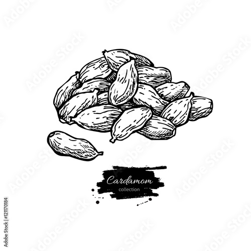Cardamom seed heap vector hand drawn illustration. Isolated spic