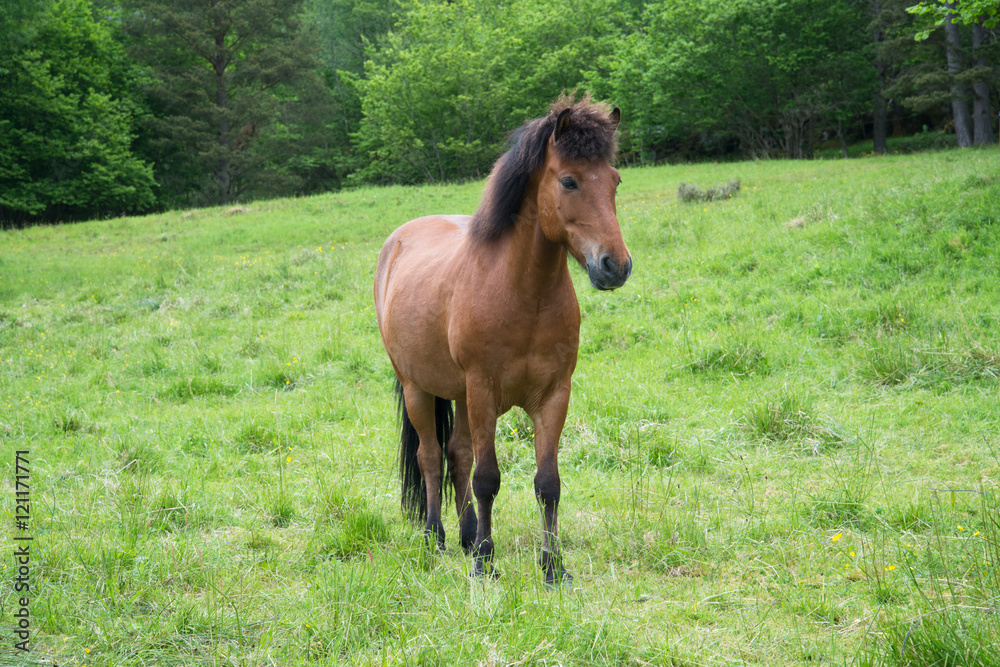 Fototapeta premium Horse grazing in a meadow